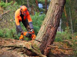 How Our Tree Care Process Works  in Vauxhall, NJ